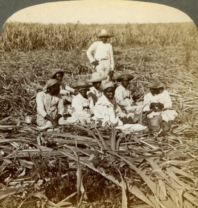 Na plantacji cukru La Union, San Luis, prowincja Santiago, Kuba, 1899. autorstwa Underwood and Underwood
