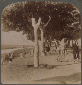 Droga do piramid, Egipt, 1896. autorstwa Underwood and Underwood