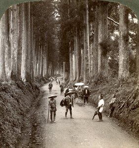 Gaje były pierwszymi świątyniami bogów, aleją szlachetnych kryptomerii w Nikko, Japonia, 1904 autorstwa Underwood and Underwood
