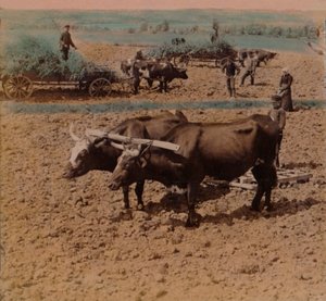 Oszczędni wieśniacy z bydłem pracują na farmie niedaleko Jonkoping, Szwecja, 1905. Artyści: Elmer Underwood, Bert Elias Underwood. autorstwa Underwood and Underwood