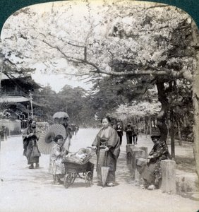 Pod kwitnącymi wiśniami, patrząc na północny wschód wzdłuż głównej alei Shiba Park, Tokio, Japonia, 1904 autorstwa Underwood and Underwood