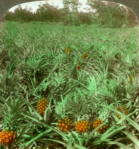 Tam, gdzie rośnie soczysty ananas, Floryda, USA, 1896 r. autorstwa Underwood and Underwood