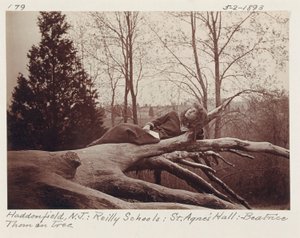 [Beatrice Thom na drzewie, Haddonfield, New Jersey]. autorstwa Unidentified
