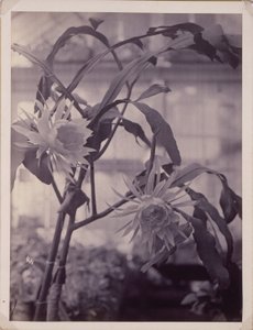 Cereus kwitnący nocą [Night-Blooming Cereus, In Bloom]. autorstwa Unidentified
