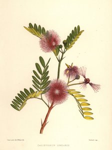 Szczotka do butelek, Callistemon linearis (Calistemon linearis) autorstwa Unknown