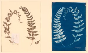 Z albumu Hatton Fern autorstwa Unknown