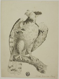 Wielka amerykańska harpia autorstwa Unknown