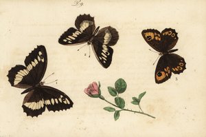 Lipień pręgowany, Brintesia circe 1, pustelnik, Chazara briseis 2 i duża ściana brązowa, Lasiommata maera 3 autorstwa Unknown