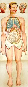 Rozkładany model edukacyjny Human Anatomy, c. 1895 autorstwa Unknown