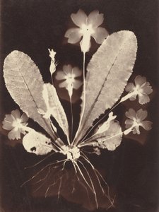 Fotogram botaniczny