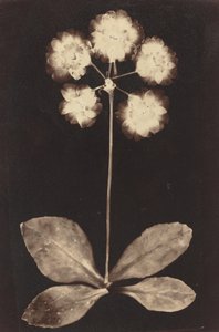 Fotogram botaniczny