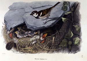 Plansza przedstawiająca pospolitego ptaka (lub wróbla) w pobliżu gniazda. autorstwa Unknown artist