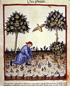 Mężczyzna zbiera jajka z gniazda kuropatwy. Oświetlenie z doju medycyny i dietetyki „”Tacuinum sanitatis”” autorstwa Unknown artist