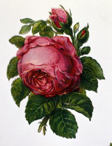 Róża autorstwa Unknown artist