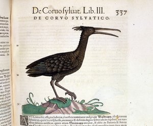 Dziki kruk z Historii Animalium Conrada Gesnera, Tiguri 1560. Biblioteca Nazionale Braidense. Mediolan autorstwa Unknown artist