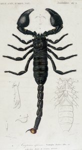 Skorpion afrykański - tablica historii naturalnej autorstwa Unknown artist