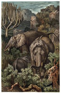 Słoń afrykański (Loxodonta) - Słoń afrykański (Loxodonta) - grawerunek z „Życia zwierząt Brehma” autorstwa Alfreda Edmunda Brehma (1829-1884) autorstwa Unknown artist