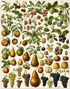Rolnictwo: Tablica botaniczna przedstawiająca jadalne owoce (wiśnia, malina, truskawka, jagoda, brzoskwinia, morela, orzechy, winogrona, gruszka, orzech laskowy, figa, jabłko, śliwka...). Litografia kolorowa. autorstwa Unknown artist
