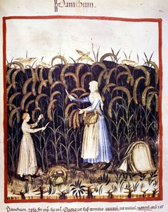 Rolnictwo. Przypomnij sobie panikę (płatki). Oświetlenie z doju medycyny i dietetyki „”Tacuinum sanitatis”” autorstwa Unknown artist