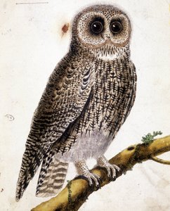Sowa. Grawerowanie z XIX wieku. autorstwa Unknown artist