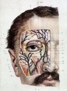 Deska anatomiczna na oku i jego otoczeniu (oskórowana) autorstwa Unknown artist