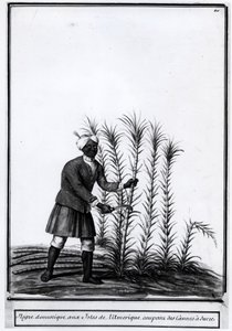 Antyle, domowy czarnuch tnący trzcinę cukrową. autorstwa Unknown artist