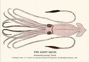 Architeuthis princeps, kałamarnica olbrzymia, zawiodła na plaży w Fortune Bay (Nowa Fundlandia) w grudniu 1874 roku i po raz pierwszy została opisana przez profesora AE Verrilla. Grawerowanie epoki. autorstwa Unknown artist