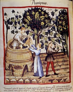 Jesienna reprezentacja: żniwa. Zbieranie winogron. Oświetlenie z doju medycyny i dietetyki „”Tacuinum sanitatis”” autorstwa Unknown artist