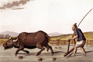 Z dala od opłakiwania pól ryżowych z wołem - w stroju dawnym i współczesnym J. Ferrario, wyd. Mediolan autorstwa Unknown artist