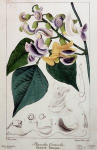 Ślimak fasoli (phaseolus caracola), deska botaniczna autorstwa Unknown artist