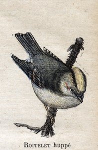 Ptaki przydatne w rolnictwie: Roitelet autorstwa Unknown artist