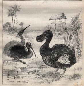 Ptaki, które znikają: dodo (lub dronte) i apteryx (lub kiwi kiwi) - Grawerowanie w „”La Science francaise”” autorstwa Unknown artist