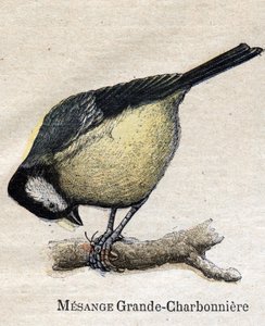Ptaki przydatne w rolnictwie: Duża Sikora - Węgiel autorstwa Unknown artist