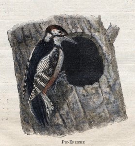 Ptaki przydatne w rolnictwie: Dzięcioł autorstwa Unknown artist