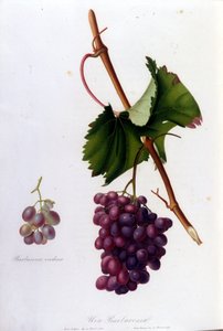 Czarne winogrona. Grawerowanie z XIX wieku. autorstwa Unknown artist