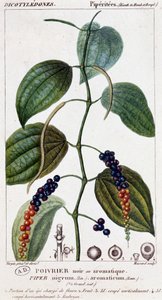 Naczynie do czarnej lub aromatycznej papryki - deska botaniczna. 19 wiek. autorstwa Unknown artist