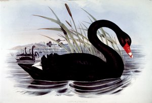 Czarny łabędź (cygnus atratus) - z Birds of Australia J. Goulda, początek XIX wieku. autorstwa Unknown artist