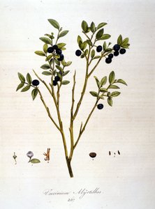 Borówki:: XIX-wieczna deska botaniczna. autorstwa Unknown artist