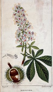 Deska botaniczna - Kwiaty, liście i owoce kasztanowca autorstwa Unknown artist