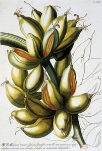 Tablica botaniczna: banany. b.d. 19 wiek. autorstwa Unknown artist