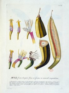 Deska botaniczna: kwiaty i cięcie bananów. b.d. 19 wiek. autorstwa Unknown artist