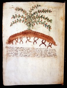 Tablica botaniczna przedstawiająca trawę „feniculo maggiore”. Biblioteka miejska w Rimini autorstwa Unknown artist