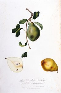 Deska botaniczna przedstawiająca pera spadona. 1820 - 1822. autorstwa Unknown artist