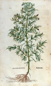 Deska botaniczna: rozmaryn (rosmarinus). Zielnik Lheonarda Fuchsa, „Historia Stirpium”, Bale autorstwa Unknown artist
