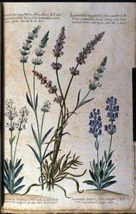 Deska botaniczna: lawenda prawdziwa (Lavandula angustifolia) i lawenda galaretkowa (Lavandula latifolia). autorstwa Unknown artist
