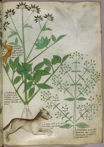 Botaniczna ilustracja rośliny i wilka. autorstwa Unknown artist