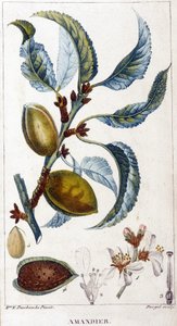 Gałąź, kwiat i owoc migdałowca - deska botaniczna autorstwa Unknown artist