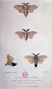 Motyle: choroba jedwabników — badanie Pasteura autorstwa Unknown artist