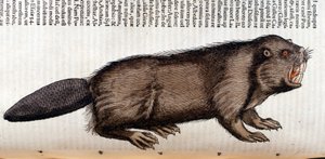 Castor – w „Historii zwierząt” Conrada Gesnera, Tiguri autorstwa Unknown artist