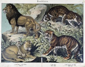 Koty: lew, lwica, tygrys - w „Historii naturalnych ssaków”, wyd. Schreiber autorstwa Unknown artist